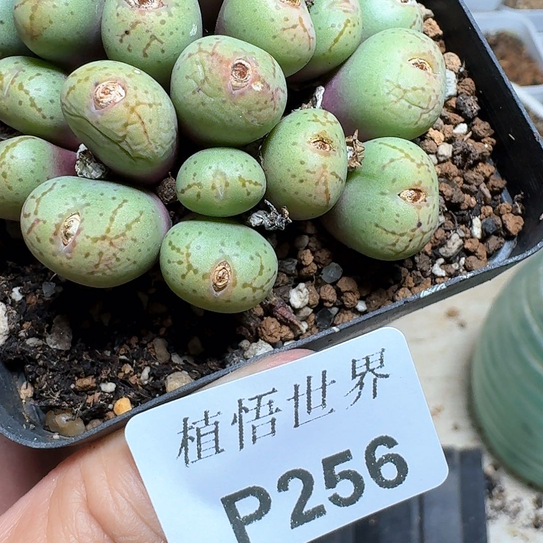 256号多肉植物哇fv