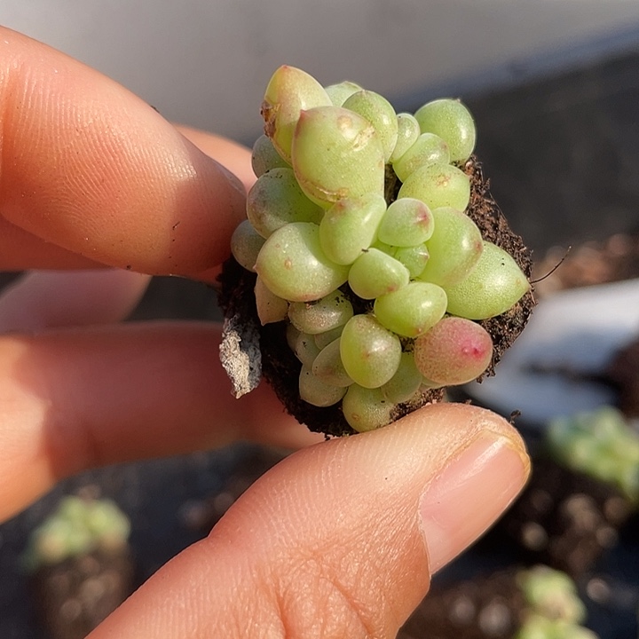 绿豆群随机发2颗满18包邮