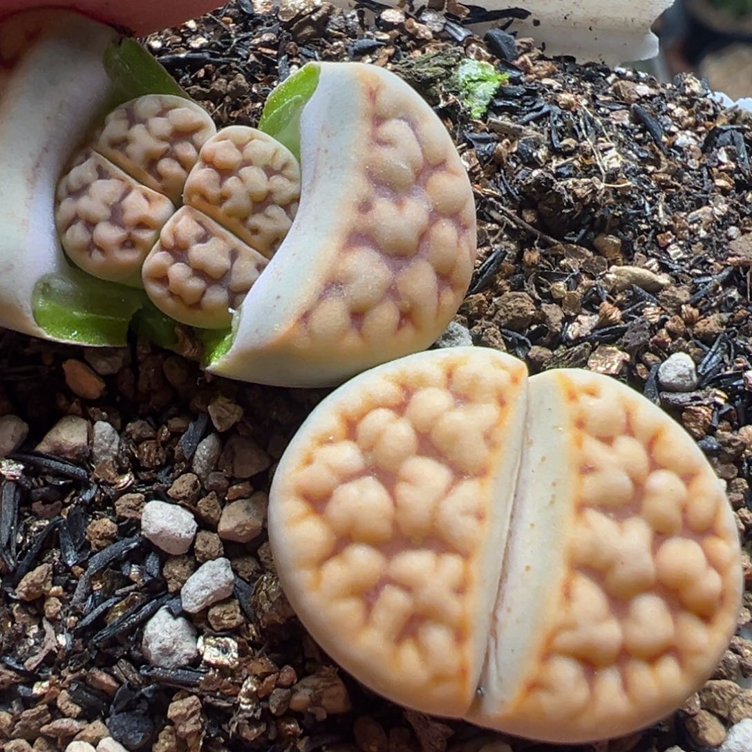 蓝***乐多肉植物百科植物3847