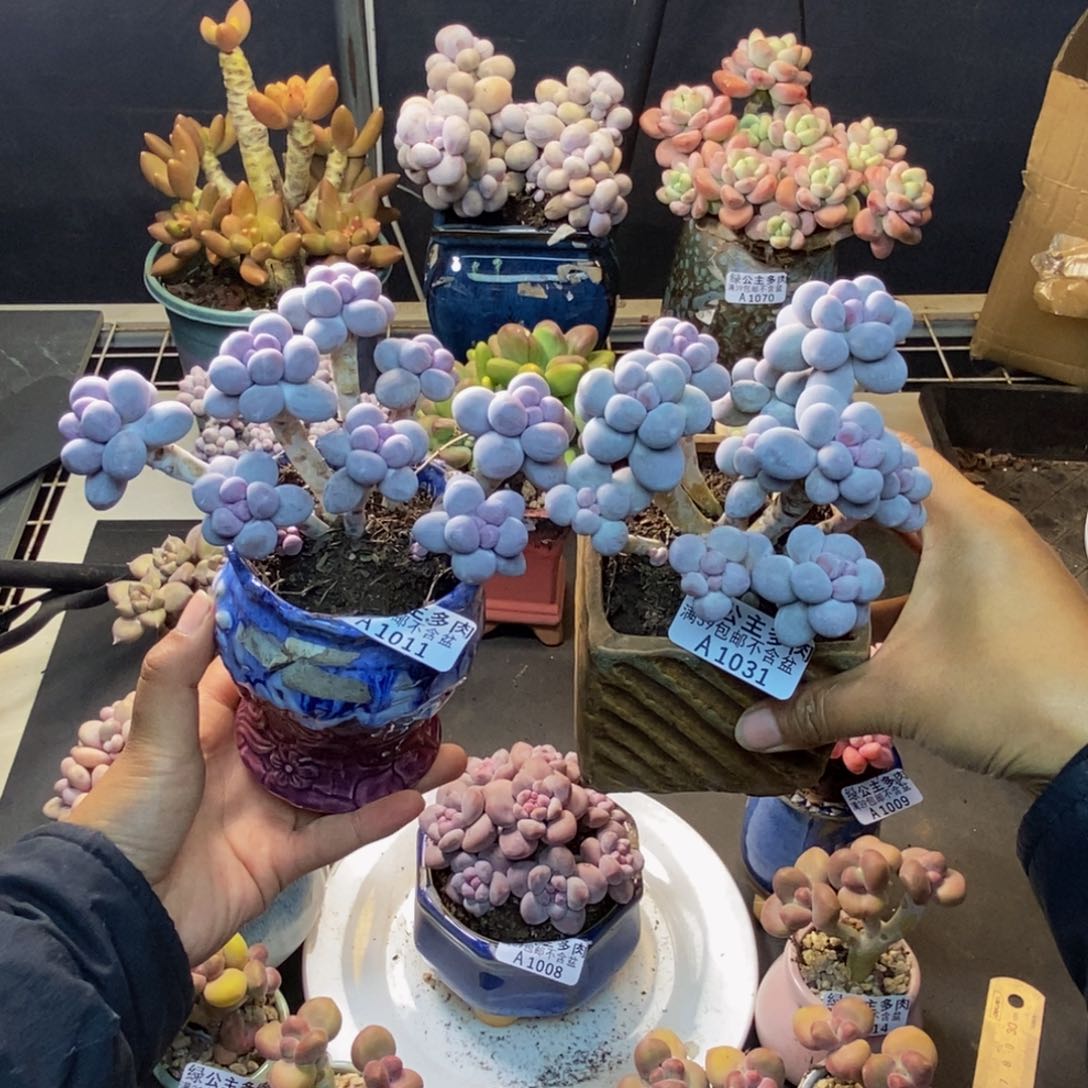 向****?011。031香水手指奶两颗