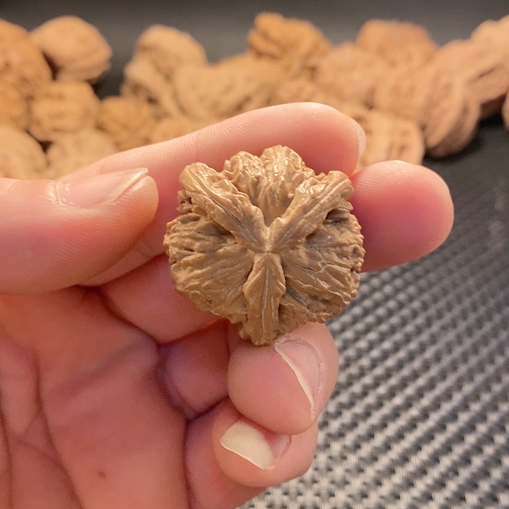 把件文玩核桃白师子头小奔全品