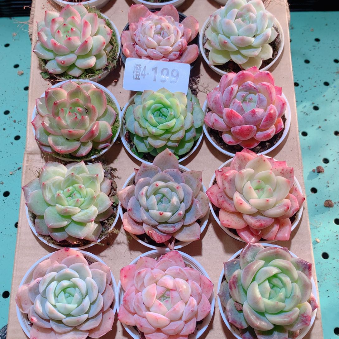 4-199一物一拍多肉带盆18颗