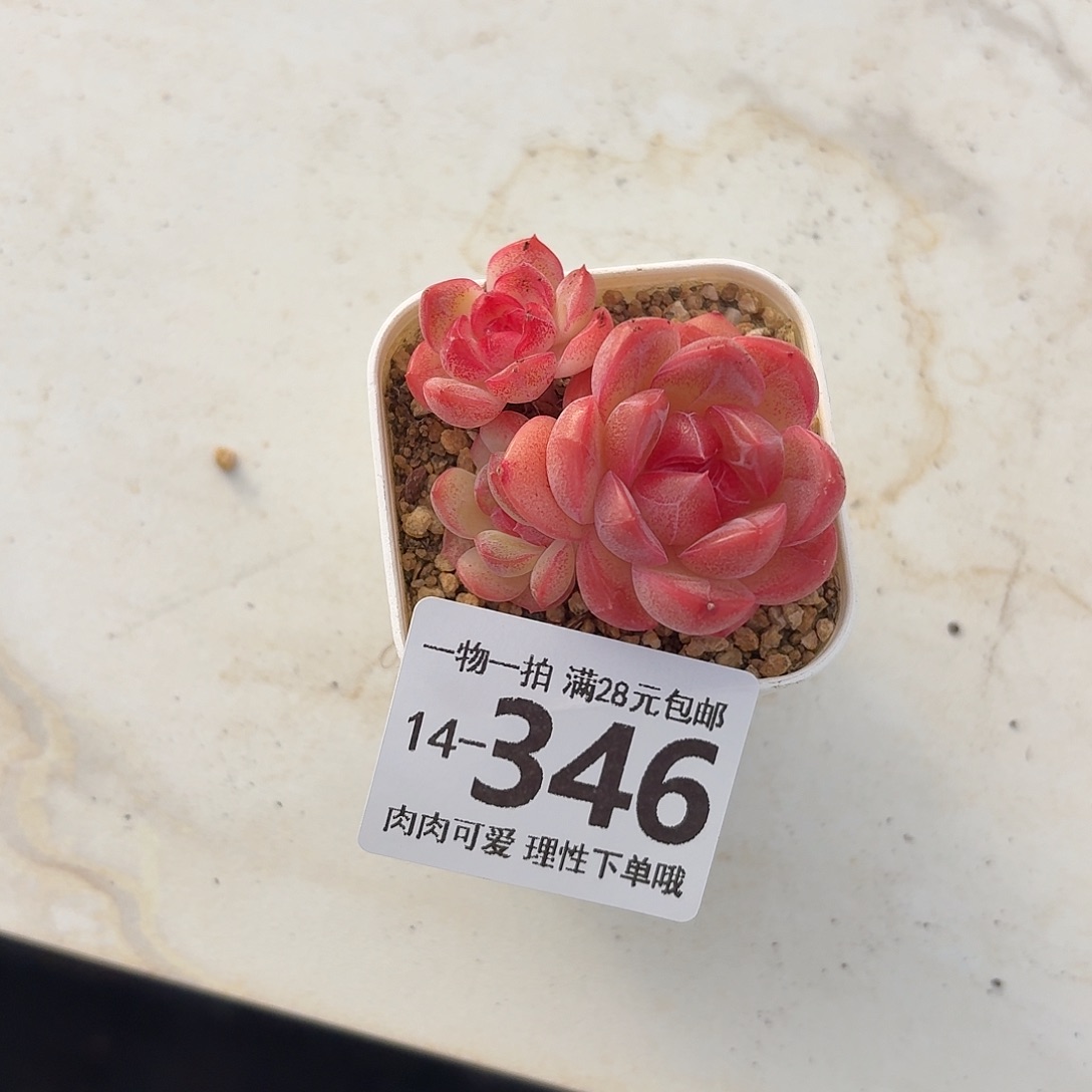 琴心无盆土发货无盆土发货无