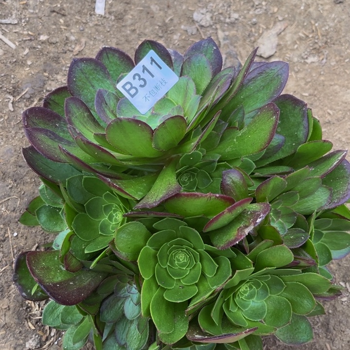 311花月夜多肉法师不包断枝