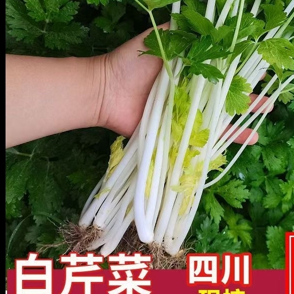 四川白芹菜新鲜农家香芹菜现挖现发