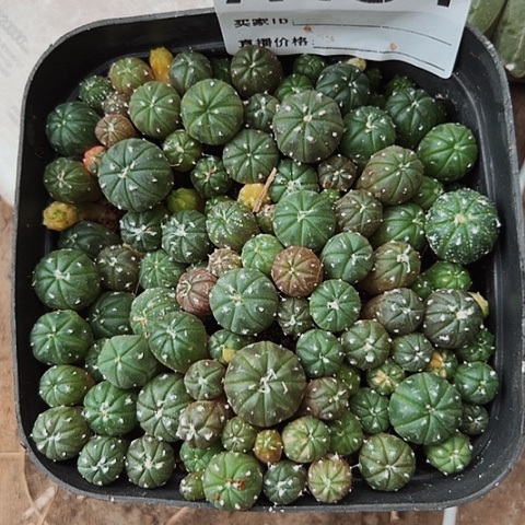 完全开放464仙人球