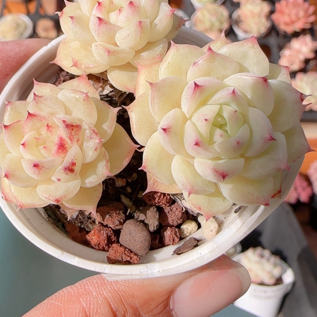 花语多肉1211-283女王散