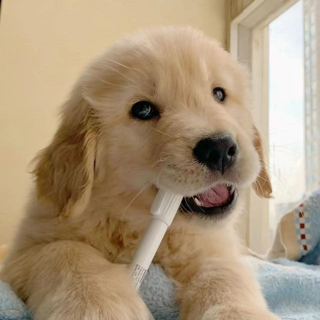 【宁国市狗窝宠物】活体宠物狗狗通用链接