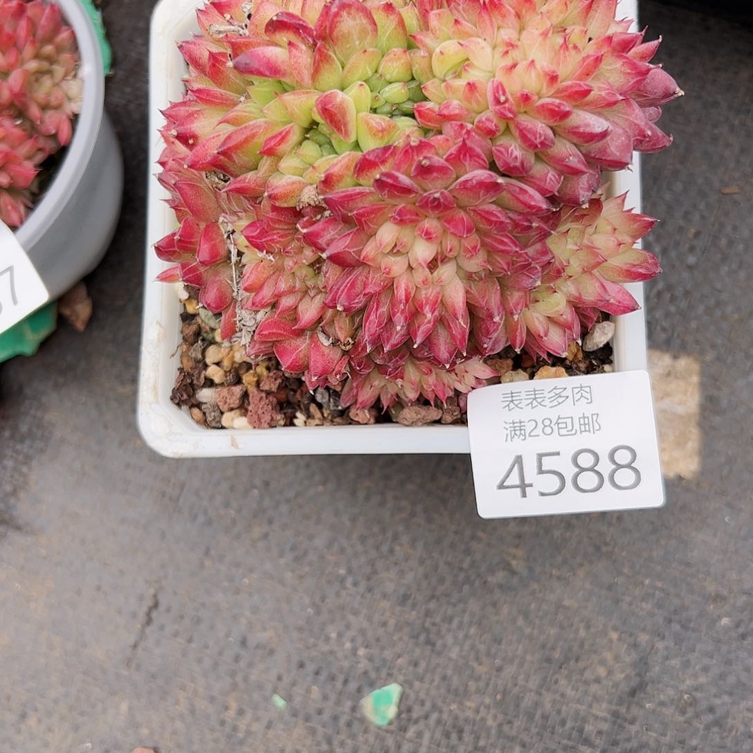 9号顺****缘我们的确是4588