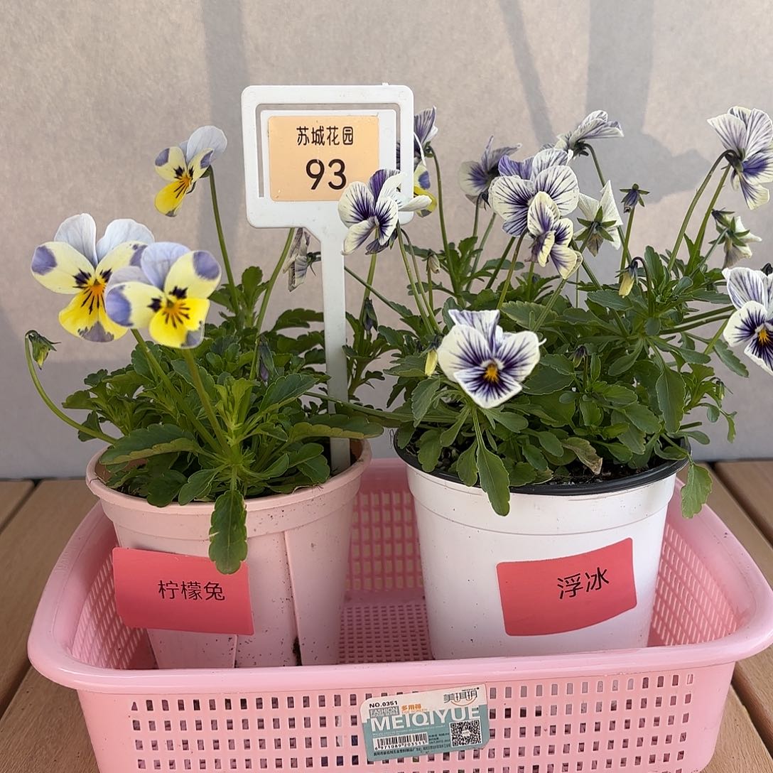 大部分开放少量花苞93