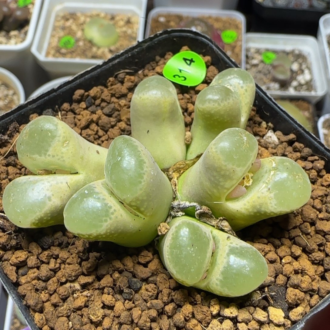 风铃群六头多肉植物314