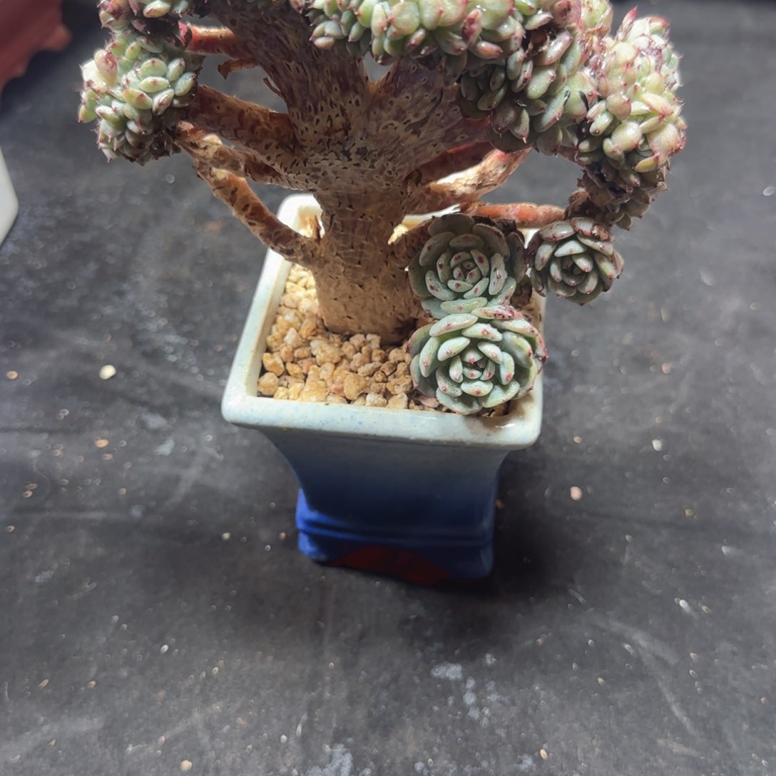 黛西家的多肉，把车卖了