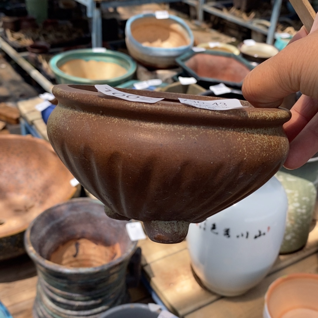 43号多肉盆口径11