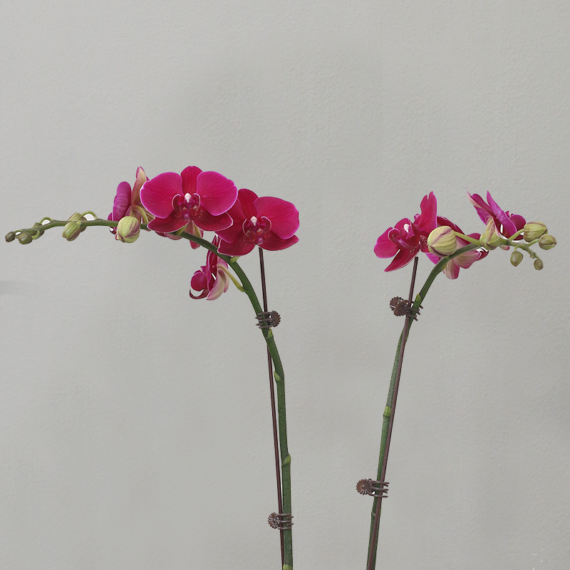 蝴蝶兰【布隆方丹】拍满3颗顺丰（偏远除外）高端蝴蝶兰