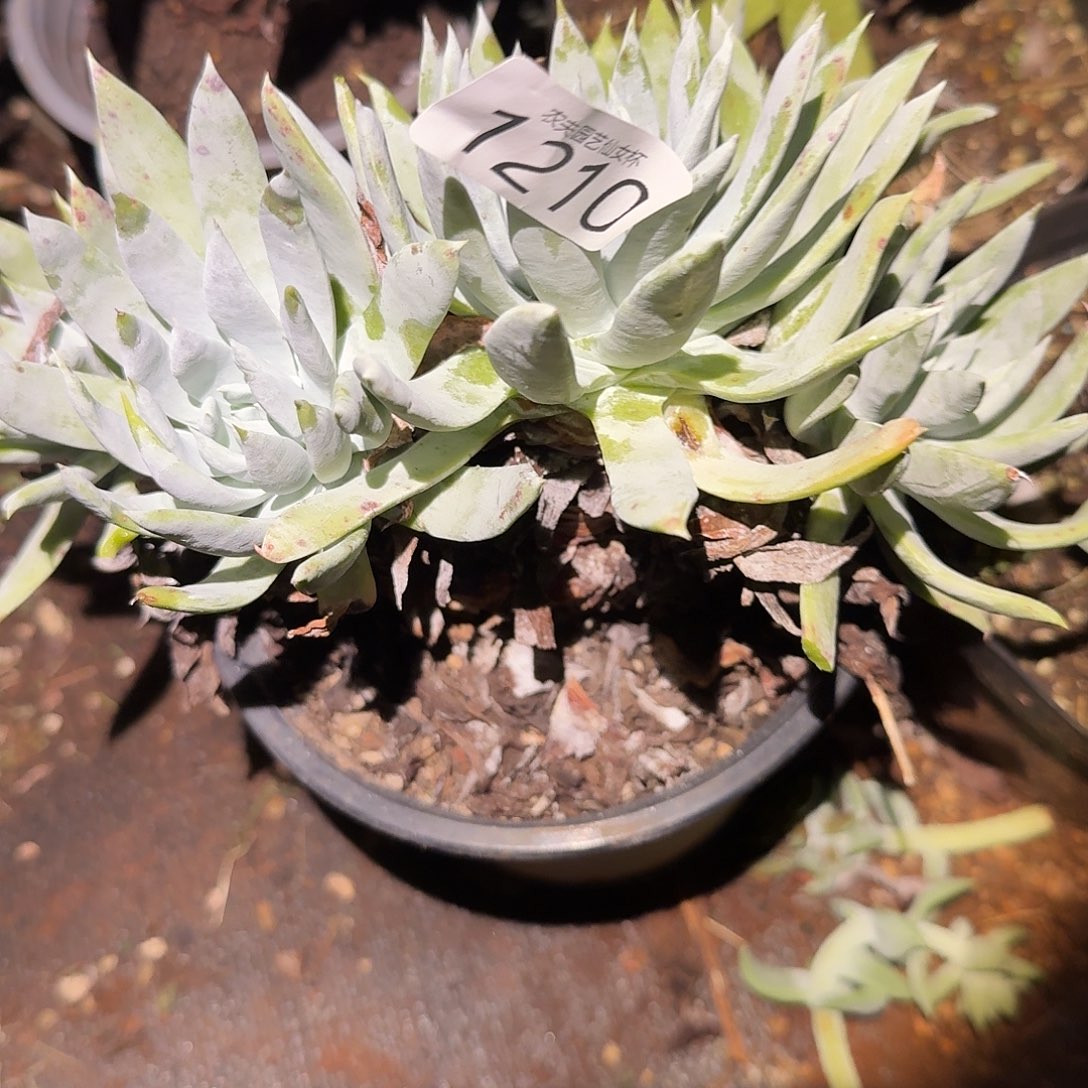 白衣圣徒仙女杯多肉