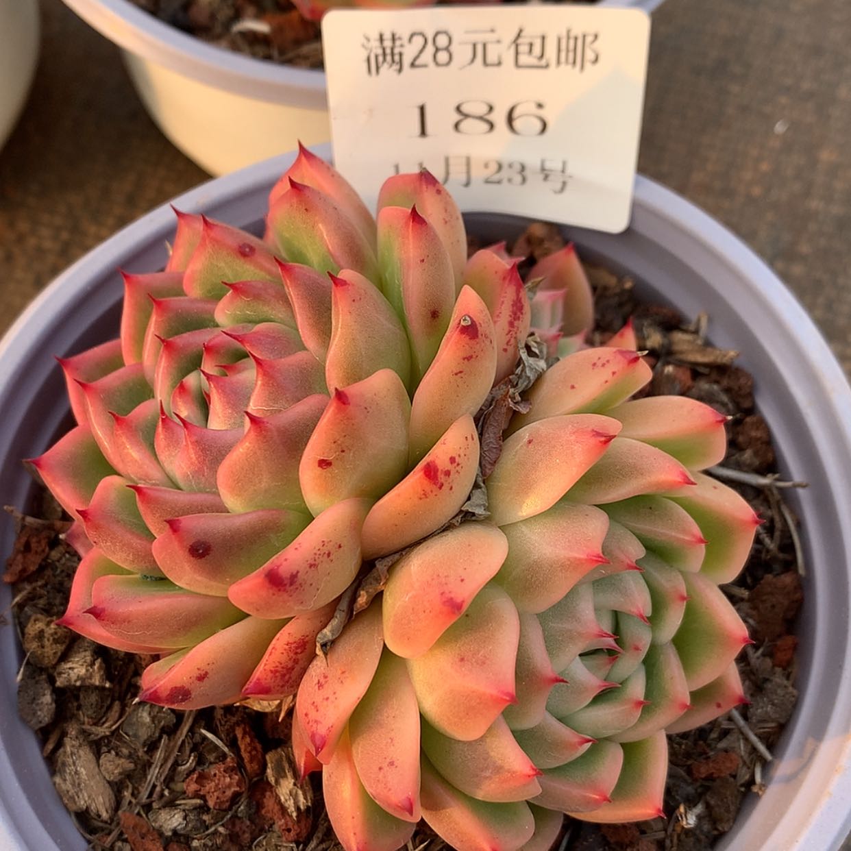 【闪购商品】云186号