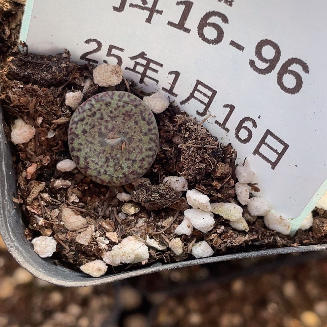 16-96秘纹安贞肉锥