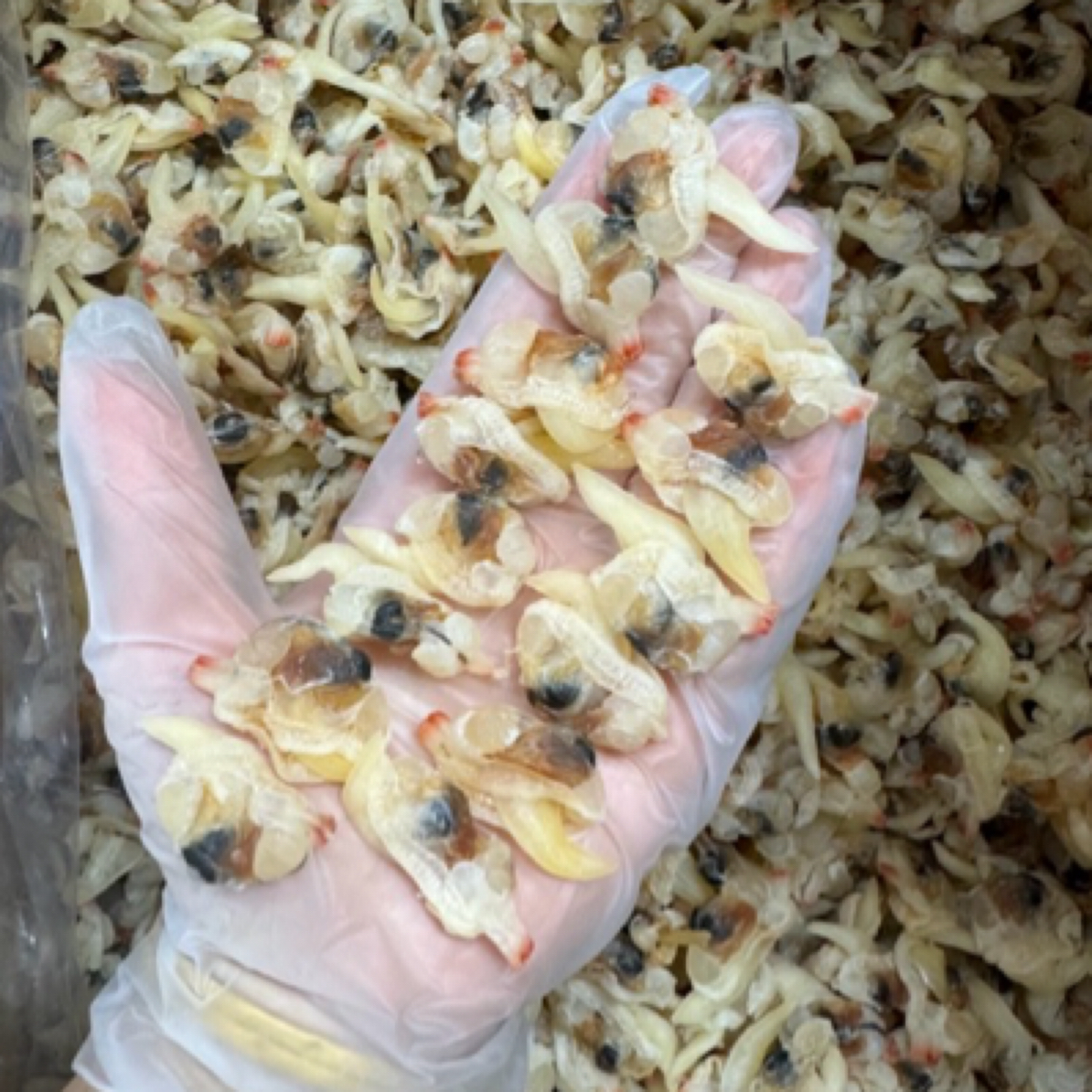 大花甲螺干 蛤蜊肉干海鲜干货煲汤煲粥爆炒美味