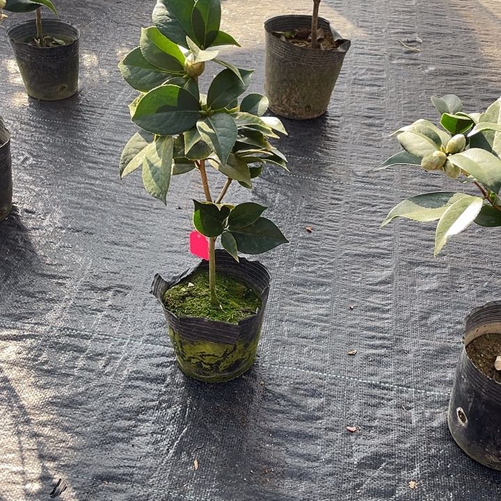 完全开放白五菜花