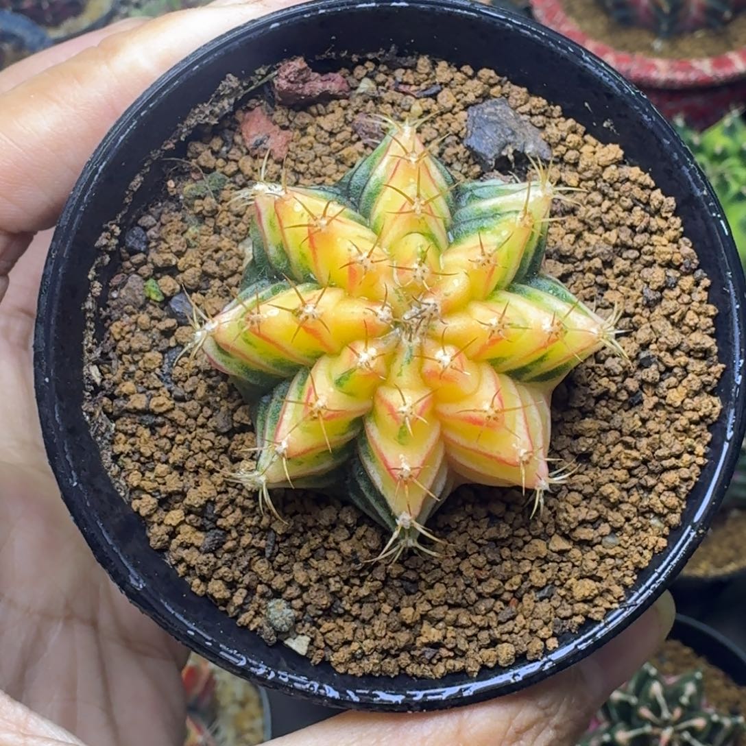 实生米哈锦福利3号