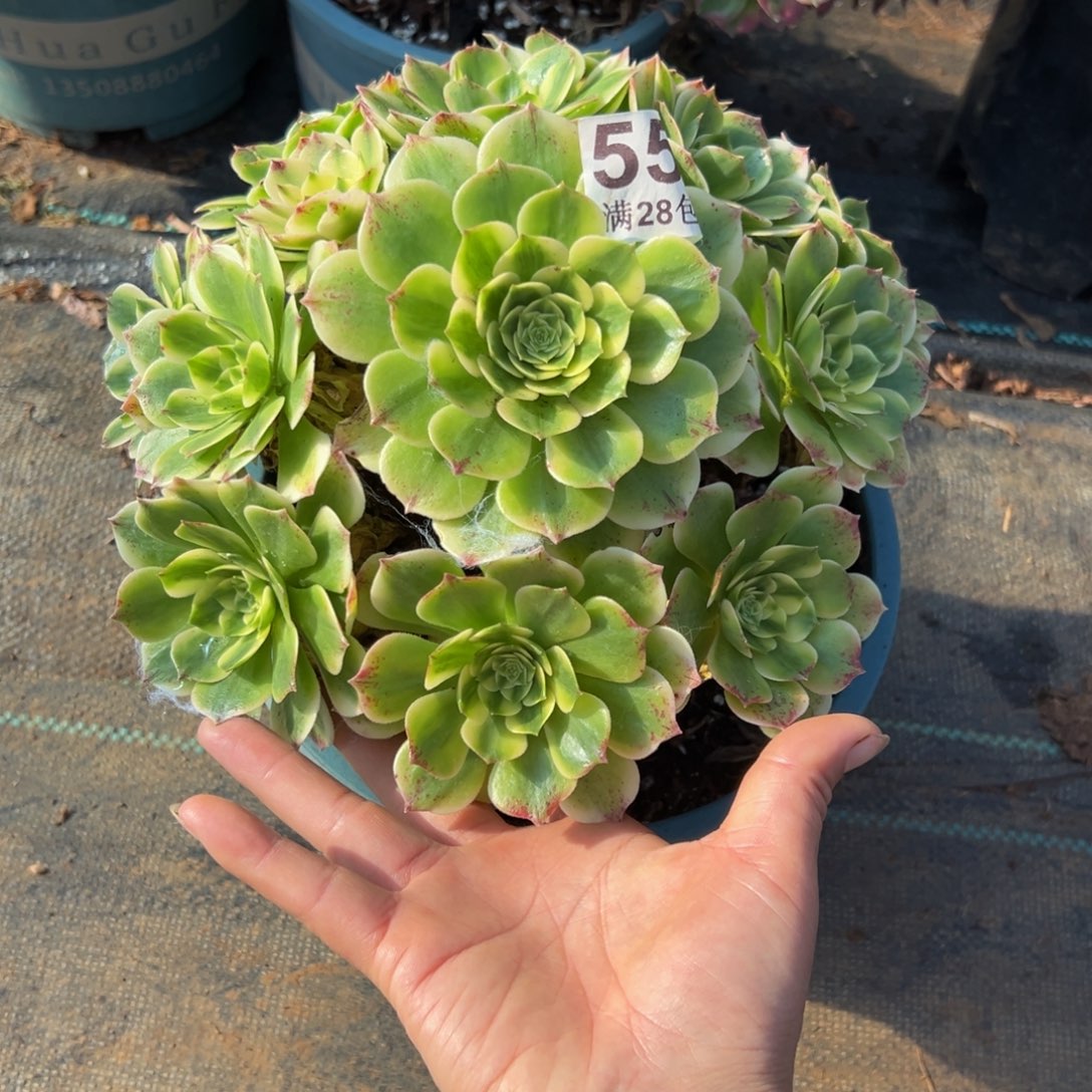 多肉植物552伊丽莎白