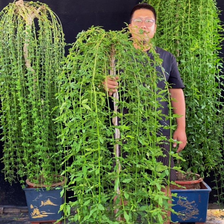 探春花，一物一拍，