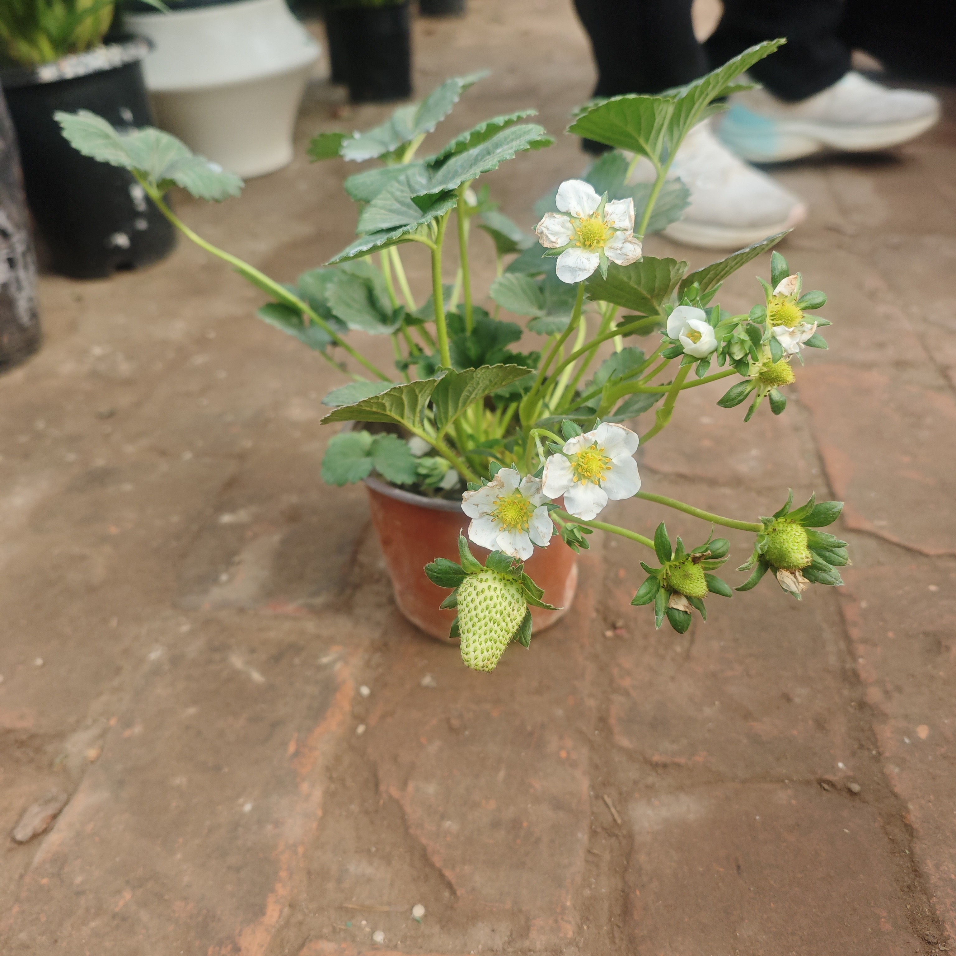 草莓盆栽带花带果室内植物