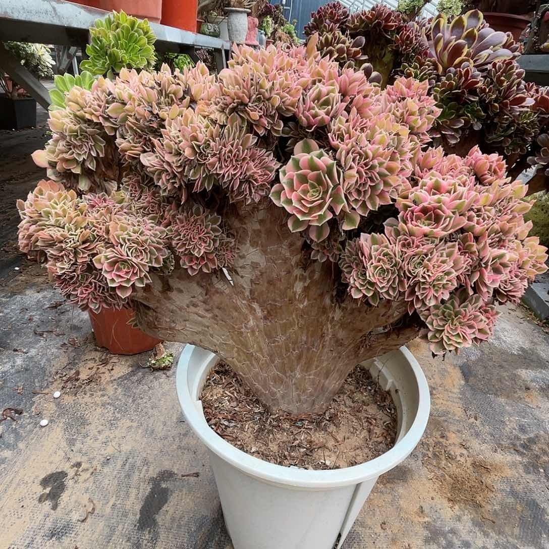 【闪购商品】全部花朵粉女巫