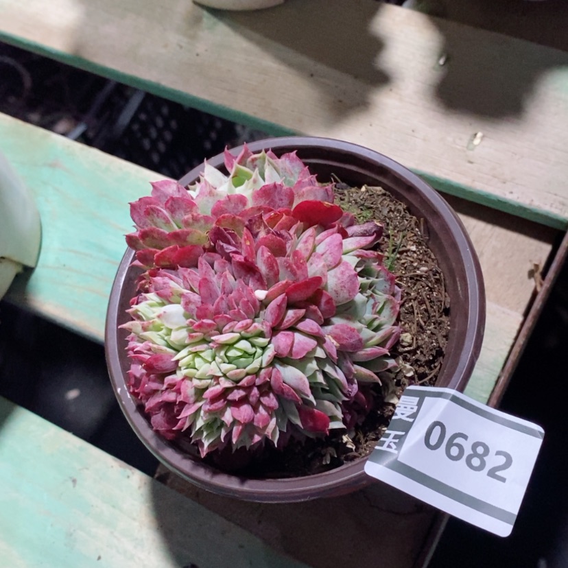 【闪购商品】朱砂痣缀0682