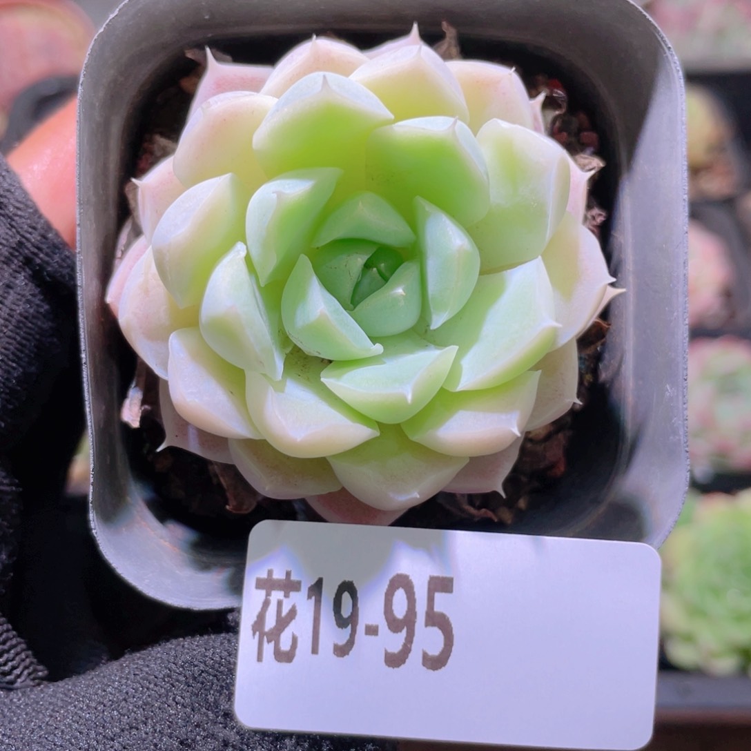 花利美19-95白月影