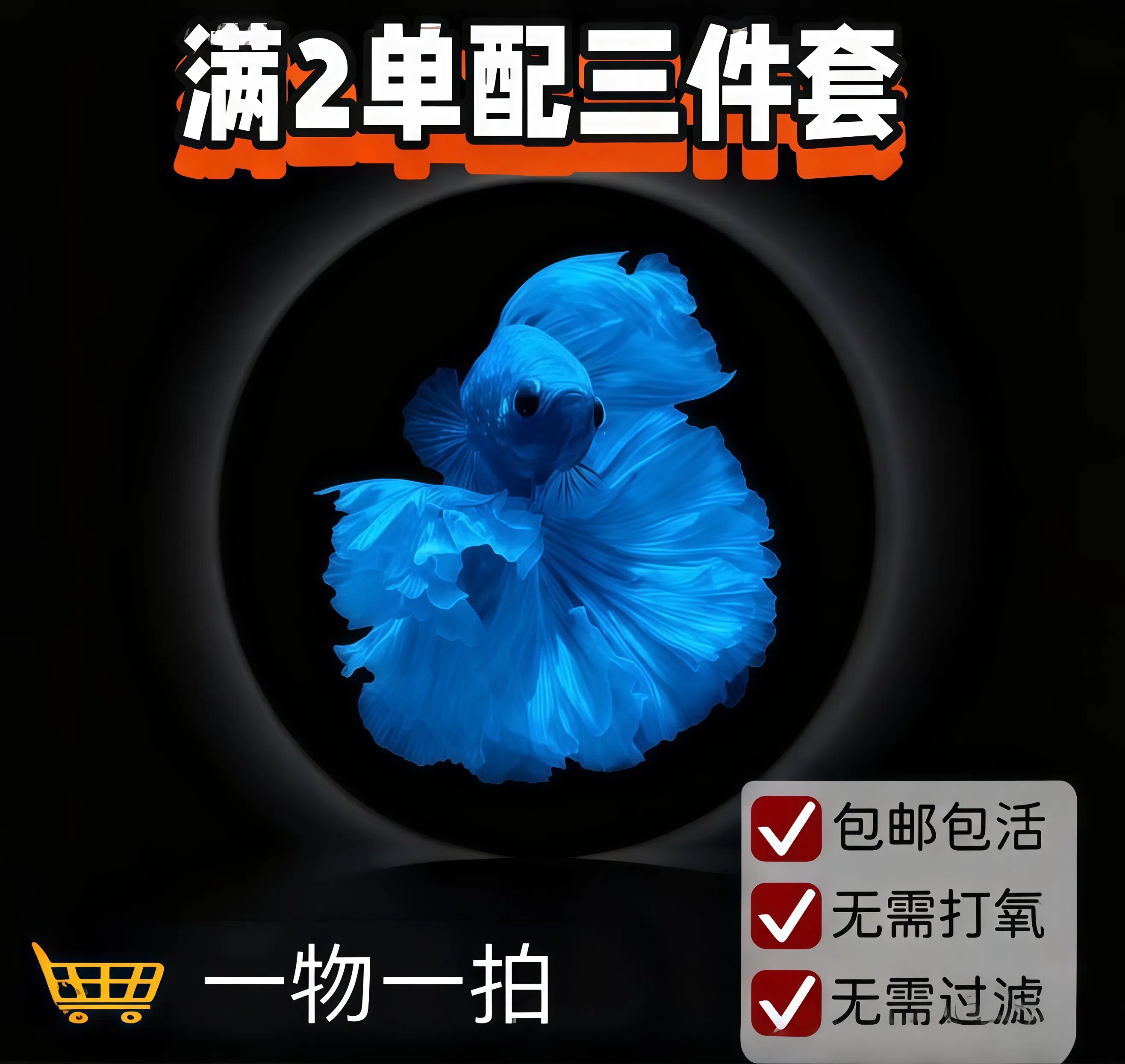 M13精品泰国小型热带淡水观赏斗鱼 好养耐活包邮包活不包损