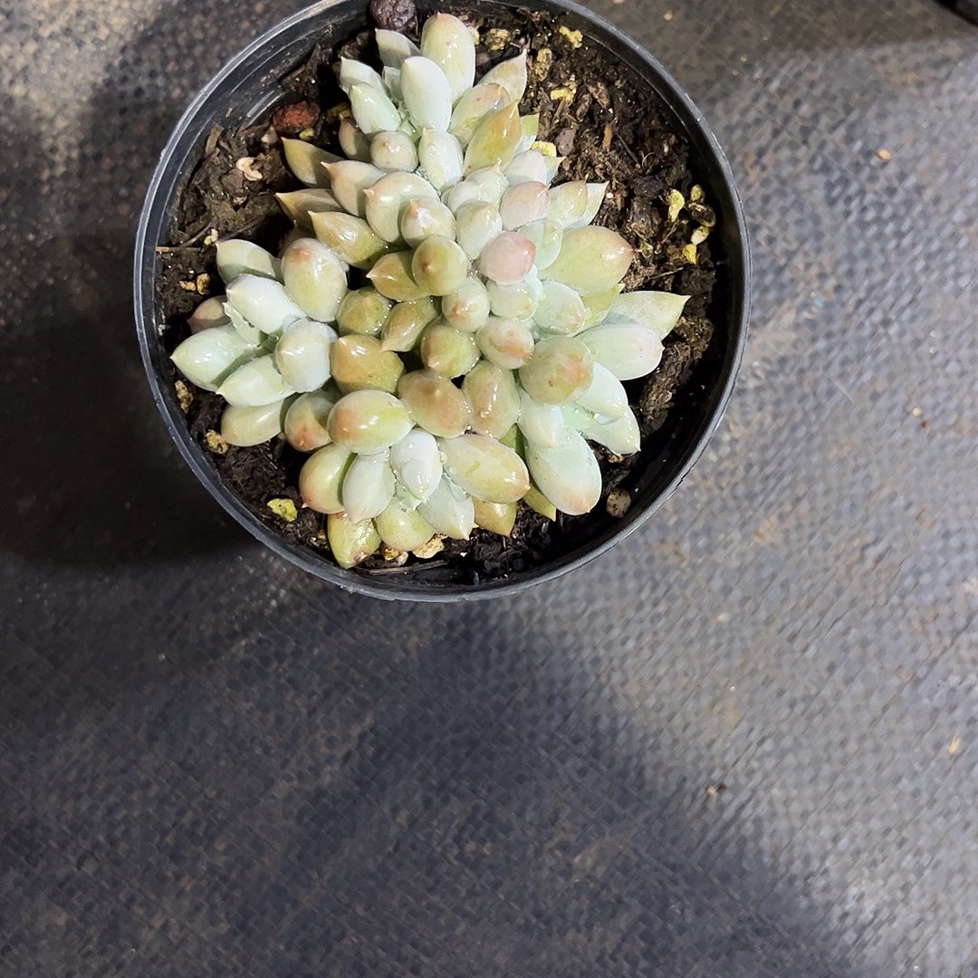 L***…哥特小缀化多肉植物