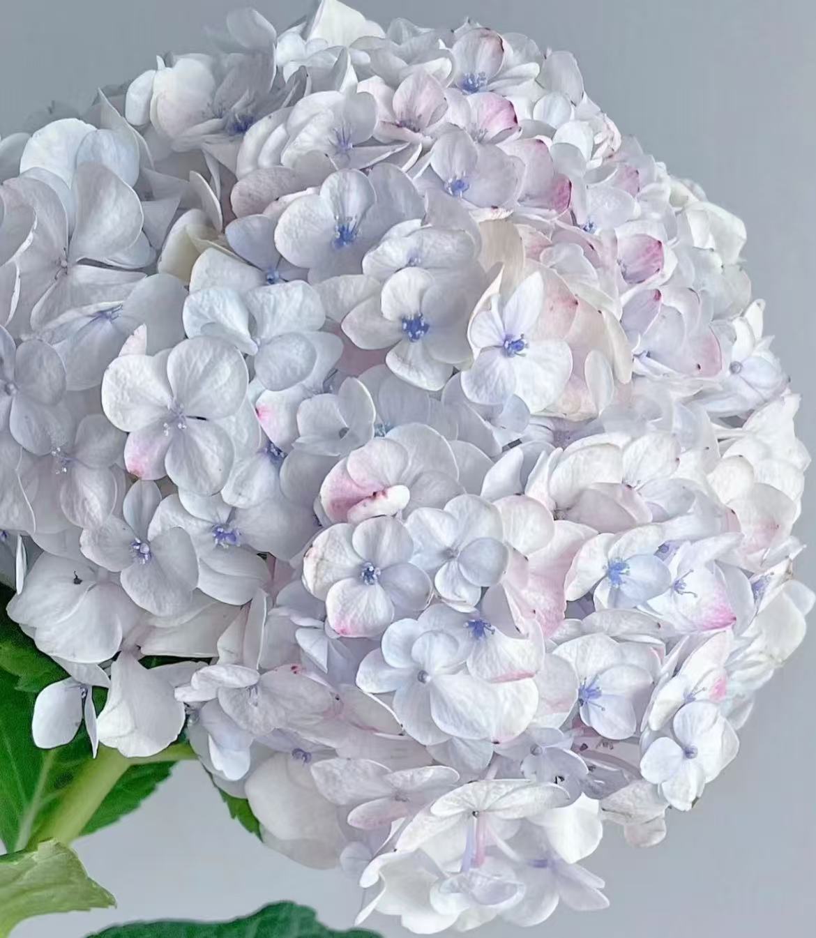 【莫奈绣球】 层层叠叠，精致立体夏日必养基地直采直发