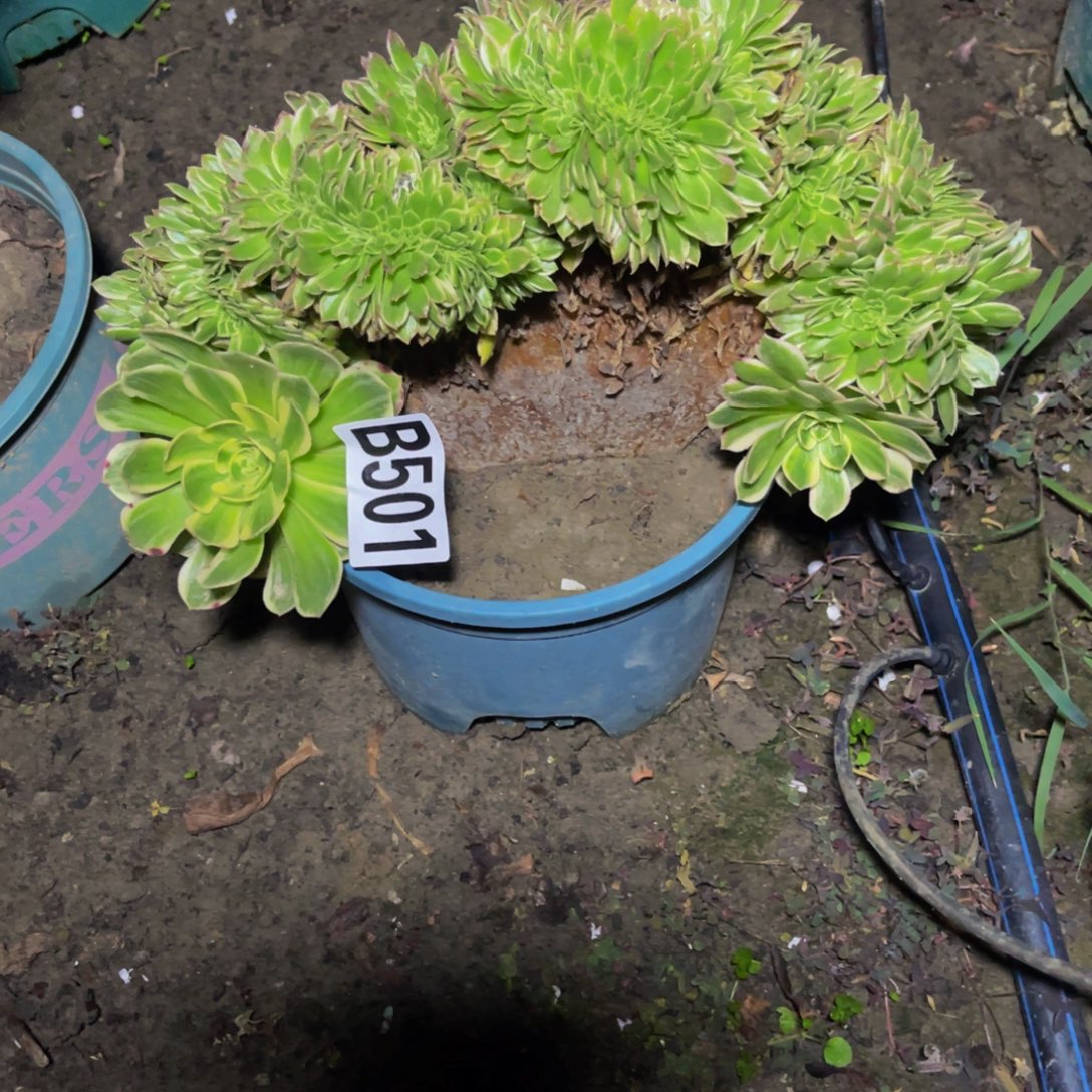 海王法师16///////5包邮