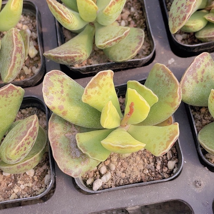 水泡天锦章满25包邮