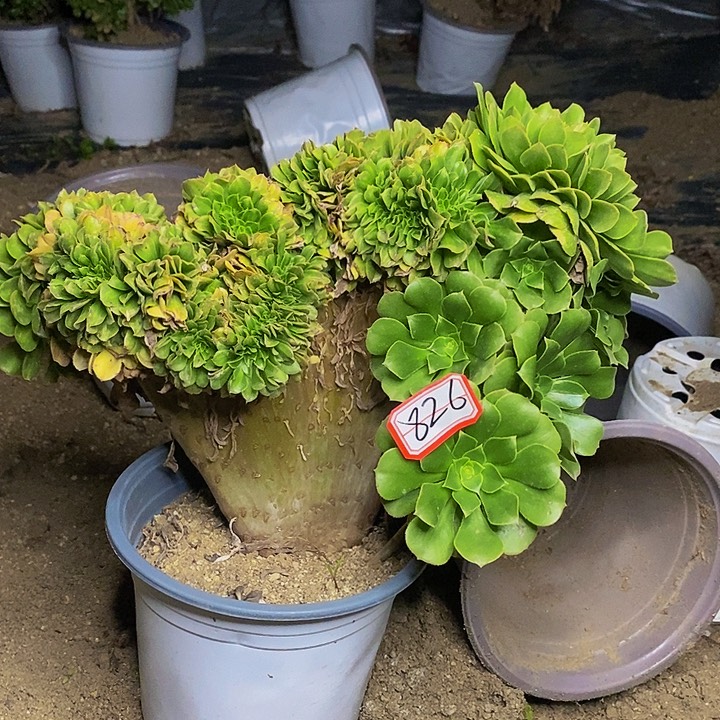 绿羊绒中斑缀化老桩826号