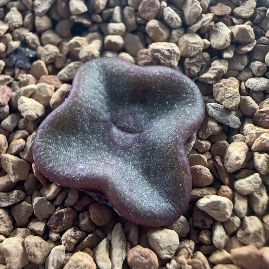 1172/方碗/尺寸1.3