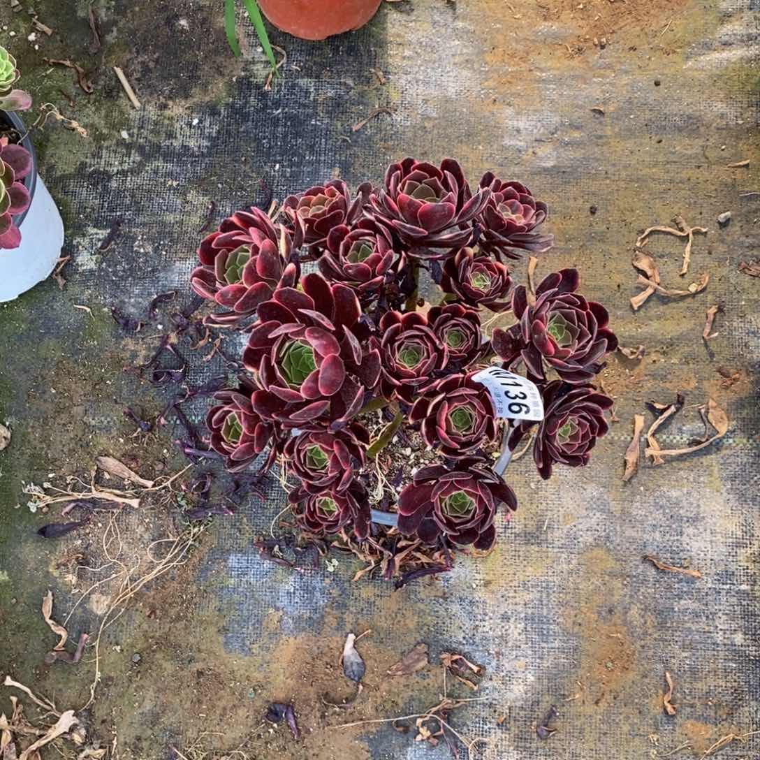 全部花朵136欧嘉莉丛林嫩桩