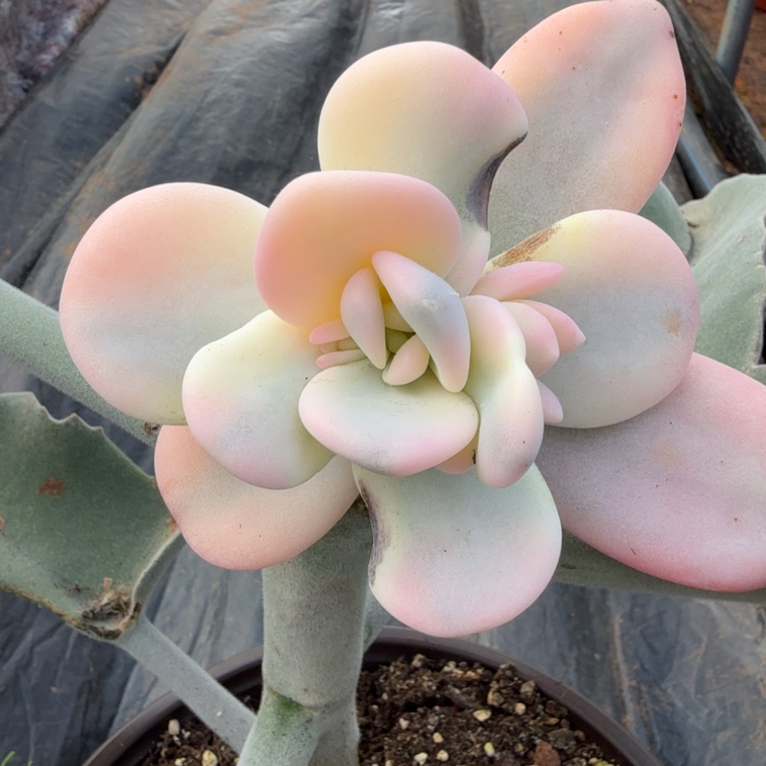 粉兔锦腹轮锦模特锦