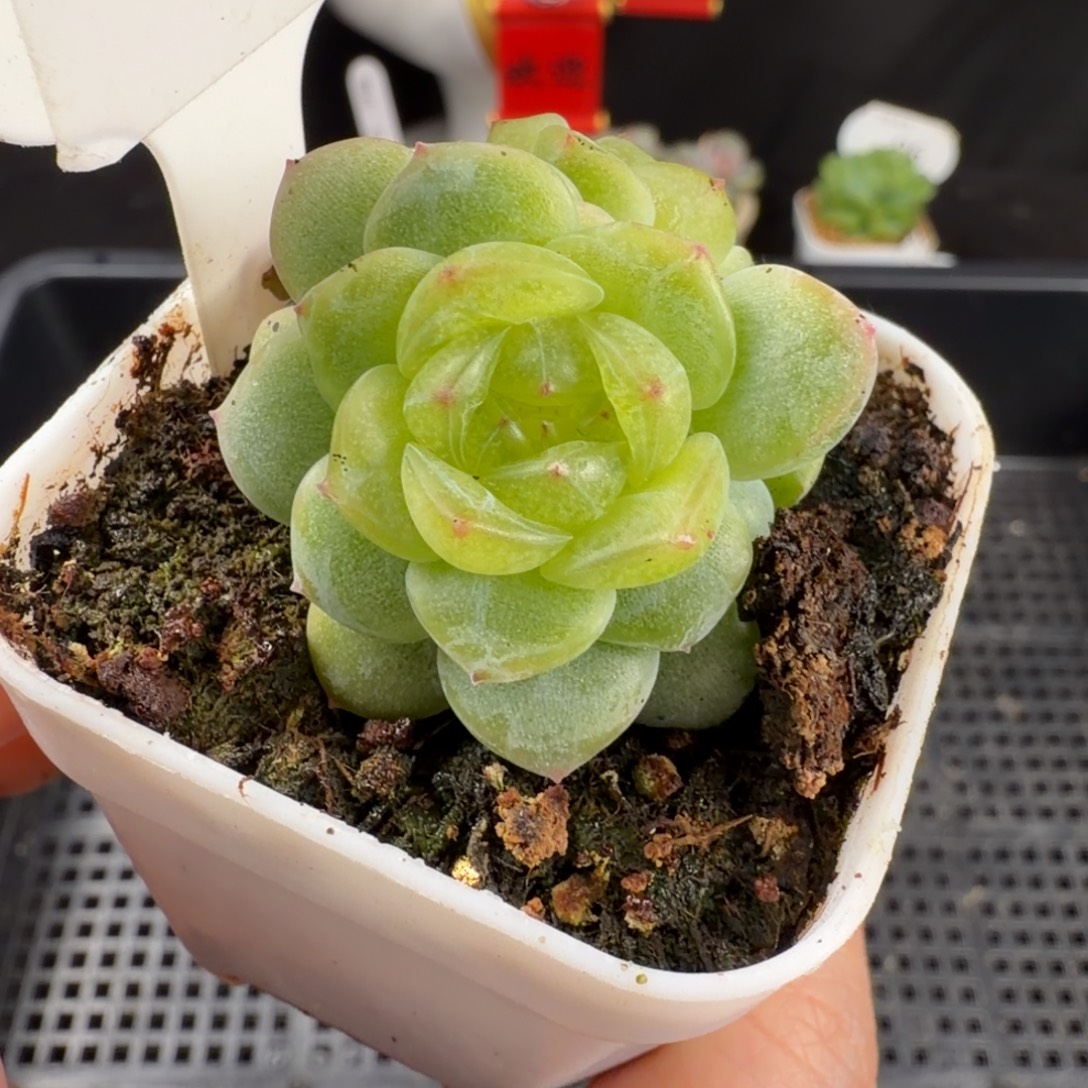 青柠甜心三头群240号