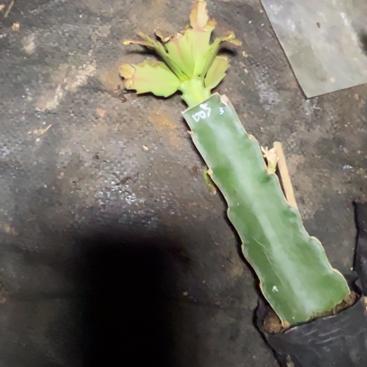 005嫁接小破苗一颗3号