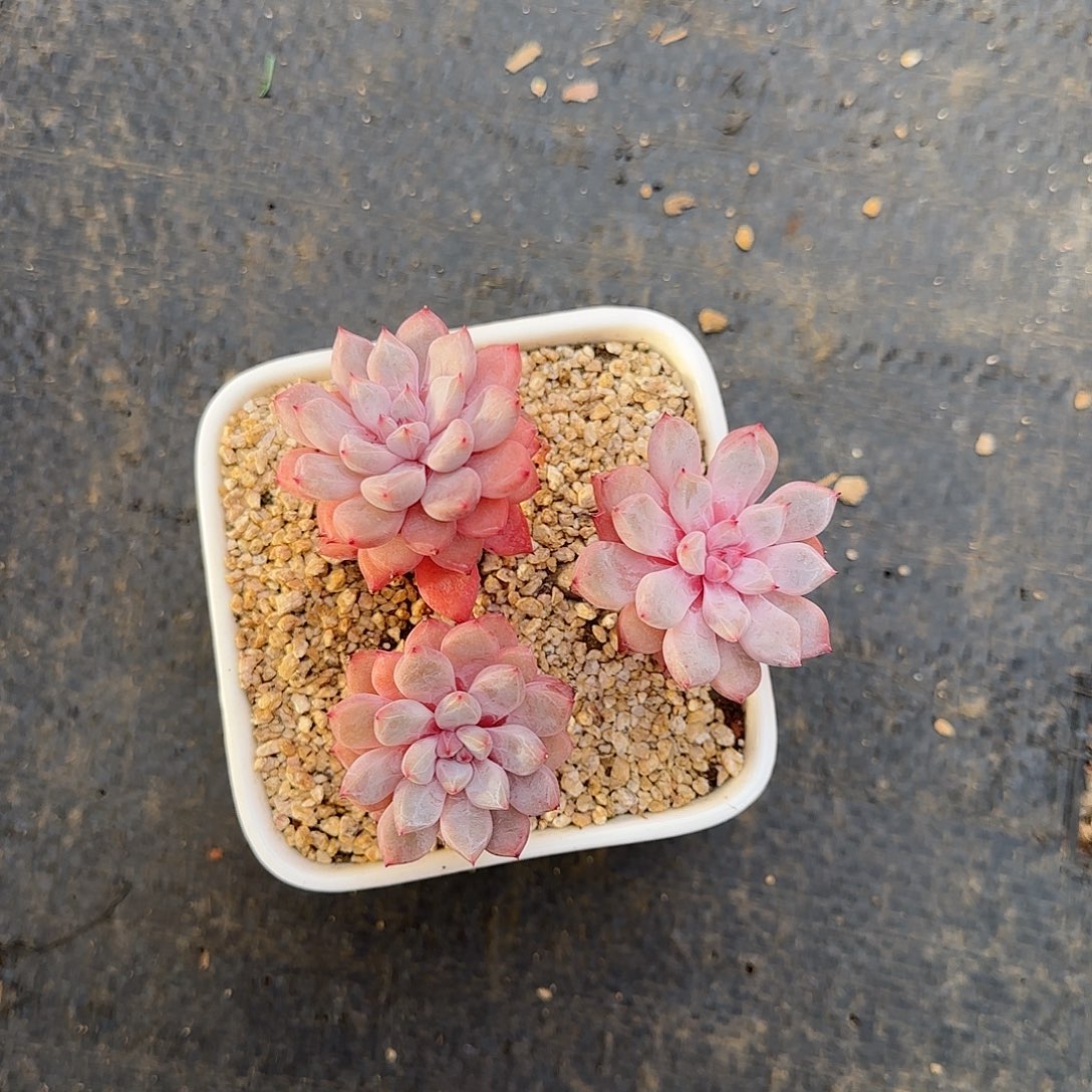 钱***钱橘子冰不带盆土发货