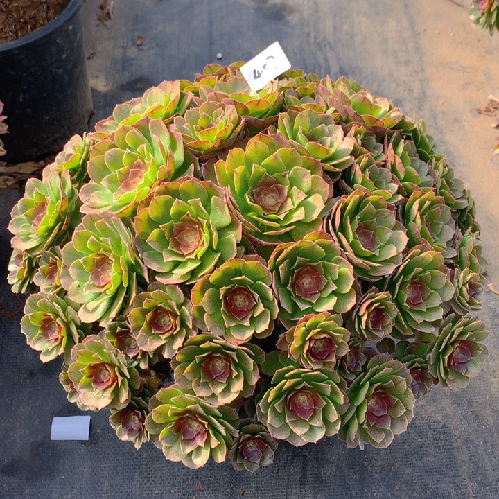 547红心沙拉丛林朵朵