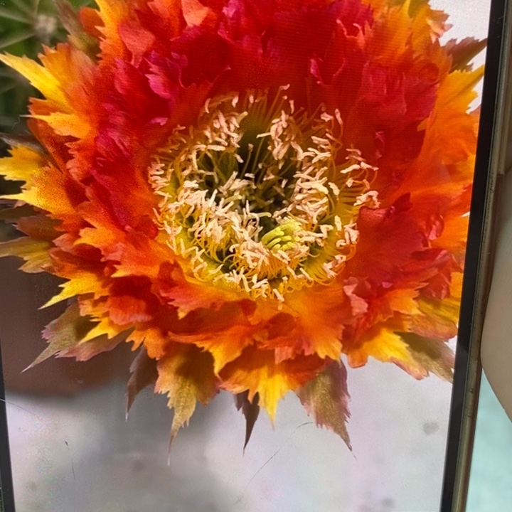 彩草橙红羽毛侧芽4公分左右