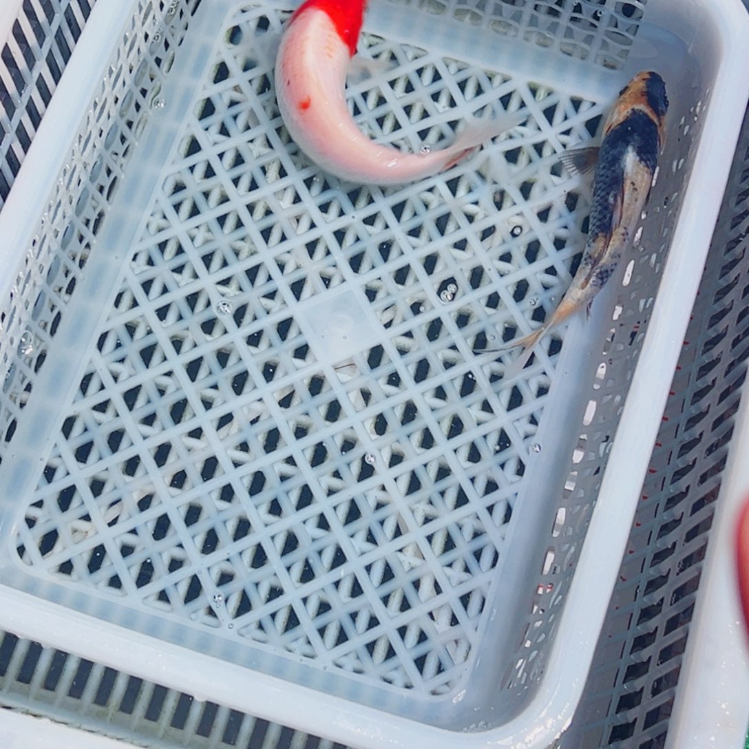 卖***y锦鲤锦鲤观赏鱼1111