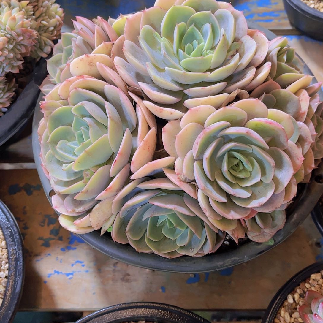 红陶糖*甜多肉植物保护研究所