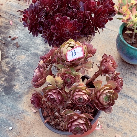 组合多肉75，76号