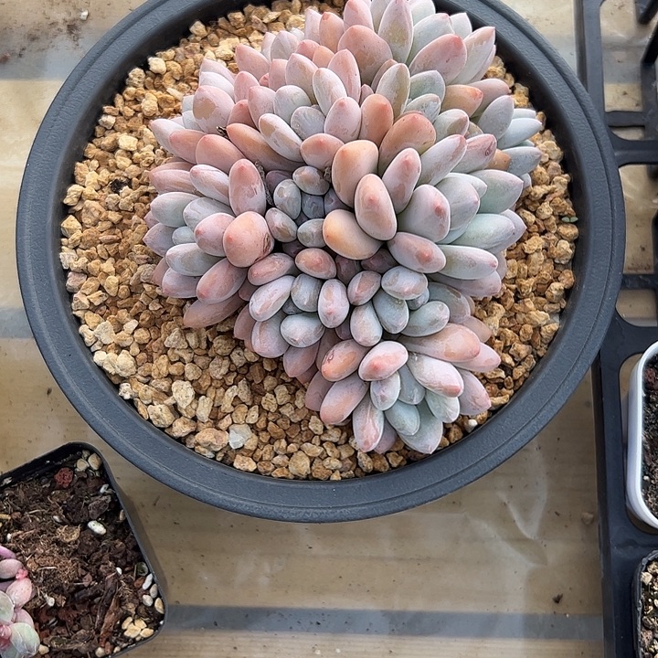 香水自然群11111111