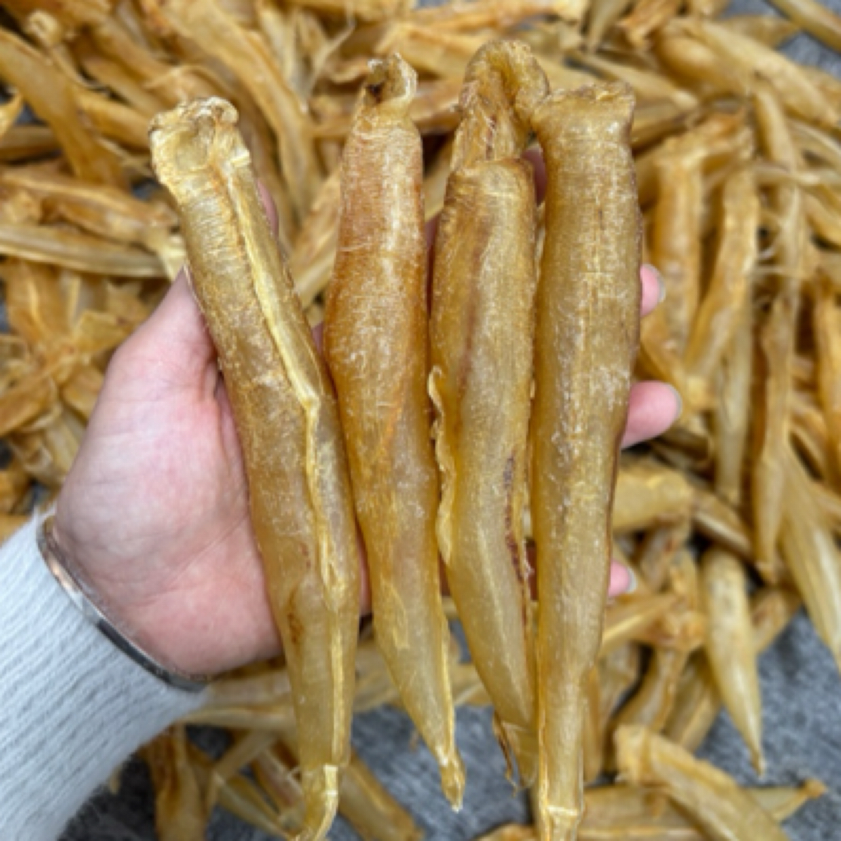 北海金龙 双须金龙竹叶筒 北海鱼胶 软糯厚肉腥味低 胶质非常高