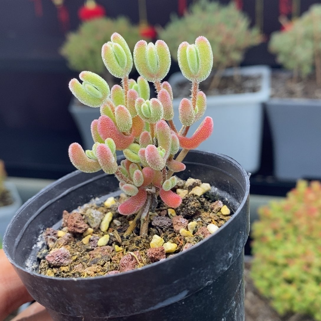 c125号实生红叶枝干多肉